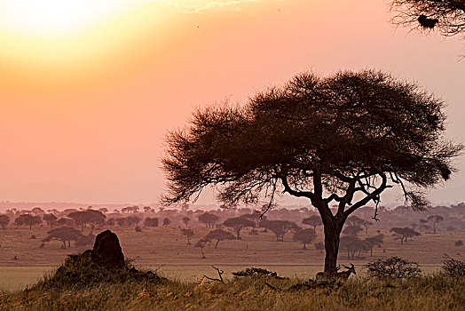 塔兰吉雷国家公园,坦桑尼亚