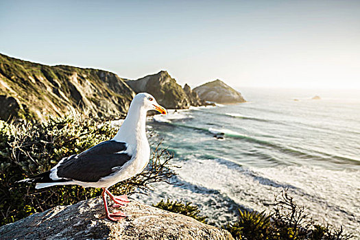 海鸥,站立,石头,大,国家公园,加利福尼亚,美国