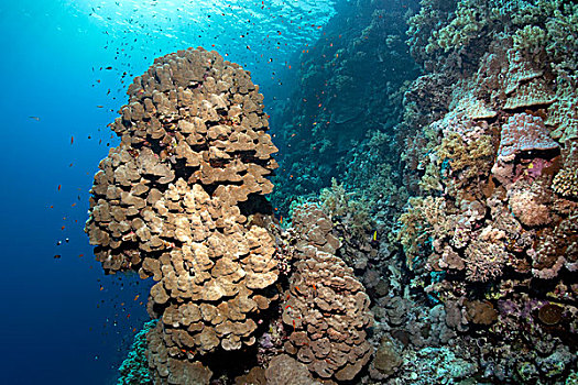 珊瑚礁,陡峭,突出,珊瑚,塔,圆顶,岛屿,红海,埃及,非洲