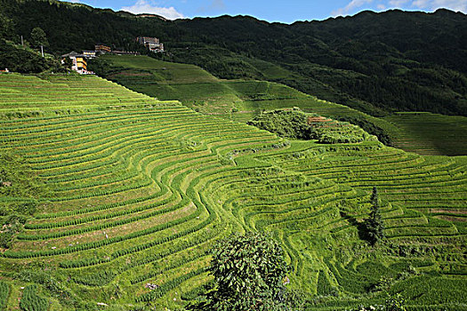 龙脊梯田