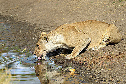 雌狮,狮子,喝,水坑,南卢安瓜国家公园,赞比亚,非洲