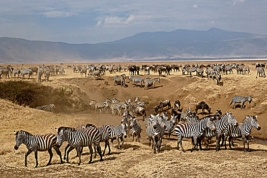 斑马,角马,床,恩戈罗恩戈罗火山口,坦桑尼亚