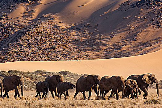 非洲象,牧群,走,河谷,纳米布沙漠,纳米比亚
