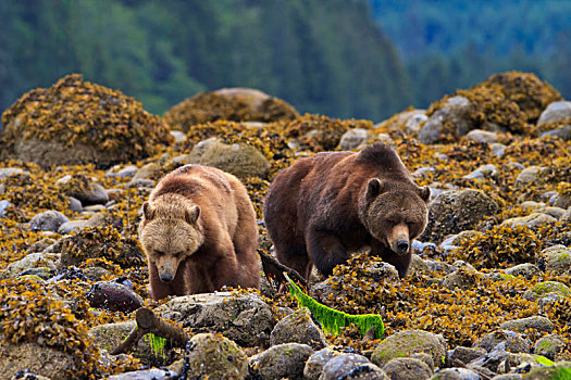 沿岸,大灰熊,寻找,食物,退潮,不列颠哥伦比亚省,大陆,加拿大