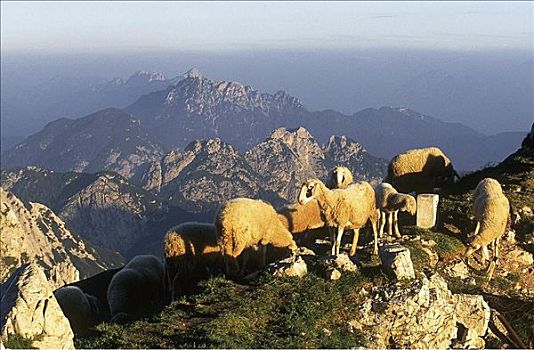 绵羊,成群,哺乳动物,宠物,山峦,顶端,全景,斯洛文尼亚,欧洲,欧盟新成员,牲畜,农事,动物
