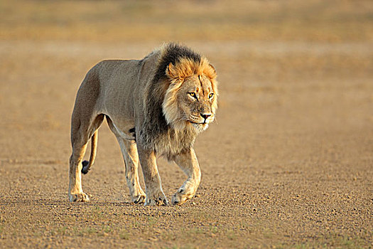 走,非洲狮