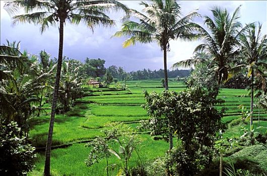 印度尼西亚,巴厘岛,稻田