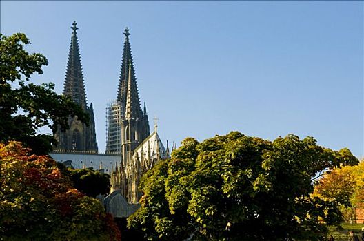 秋天,树,正面,大教堂,科隆,北莱茵威斯特伐利亚,德国