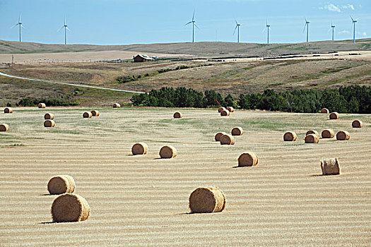 干草包,风车,背景,艾伯塔省,加拿大