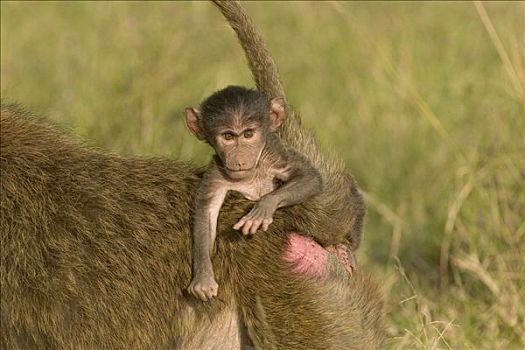 黄狒狒,幼仔,背影,乘,马赛马拉国家保护区,肯尼亚