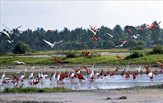 火烈鸟,红鹳科,海岸,委内瑞拉,南美