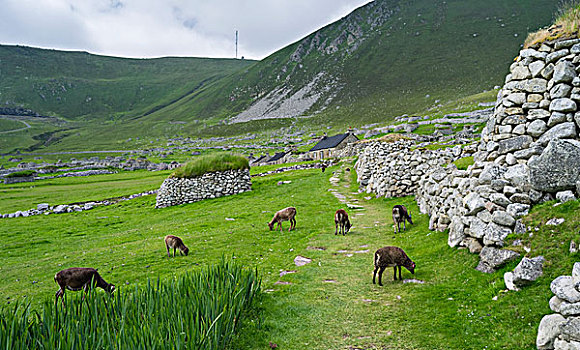 岛屿,群岛,苏格兰,绵羊,传统,老,独特,野生,大幅,尺寸