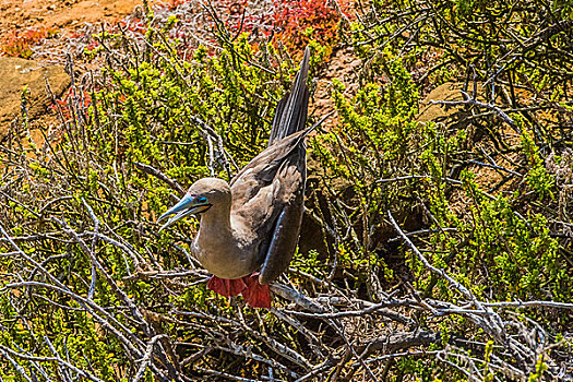 加拉帕戈斯群岛红脚鲣鸟