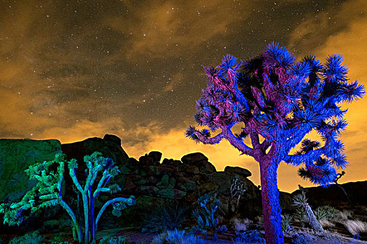 彩色,亮灯,约书亚树,夜晚,约书亚树国家公园,加利福尼亚,美国