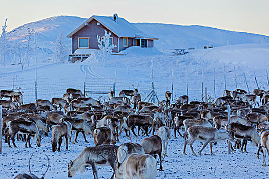 牧群,驯鹿,市区,诺尔博滕县,拉普兰,瑞典