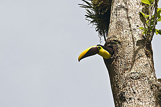 仰视,巨嘴鸟,室外,洞,树上,哥斯达黎加
