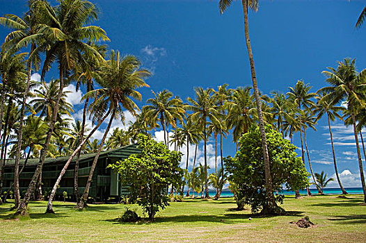椰树,椰,旅游胜地,岛屿,密克罗尼西亚,太平洋