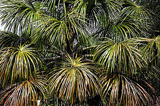 棕榈树,三角洲,委内瑞拉