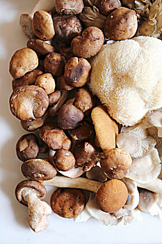 香菇,牡蛎,鬃毛,蘑菇