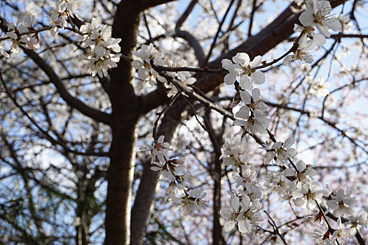 樱花树