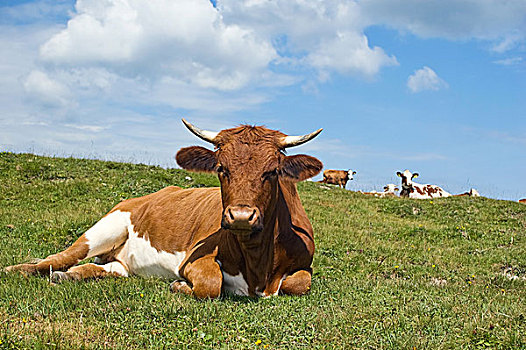 放松,母牛,草场