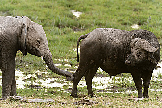南非水牛,非洲水牛,幼兽,非洲象,安伯塞利国家公园,肯尼亚,非洲