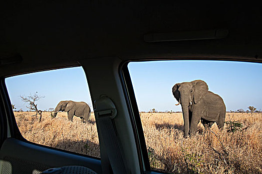 非洲象,雄性动物,风景,车窗,克鲁格国家公园,南非