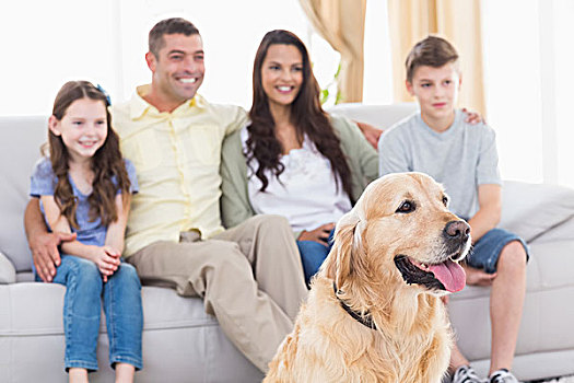 家庭,狗,看电视,一起