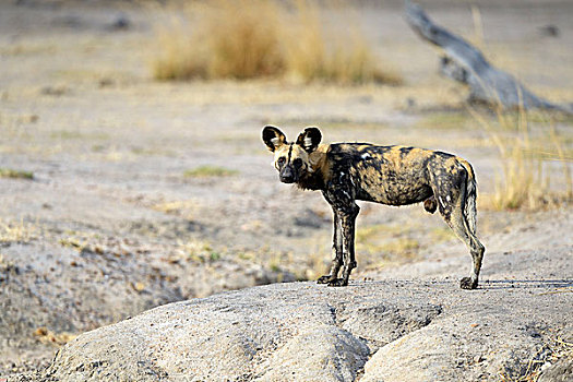 非洲野狗,非洲野犬属,雄性,看,环境,南卢安瓜国家公园,赞比亚,非洲