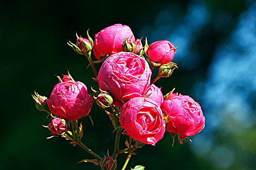 玫瑰,粉色,培育品种