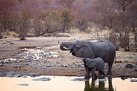 非洲象,幼兽,喝,水坑,晚上,埃托沙国家公园,纳米比亚,非洲