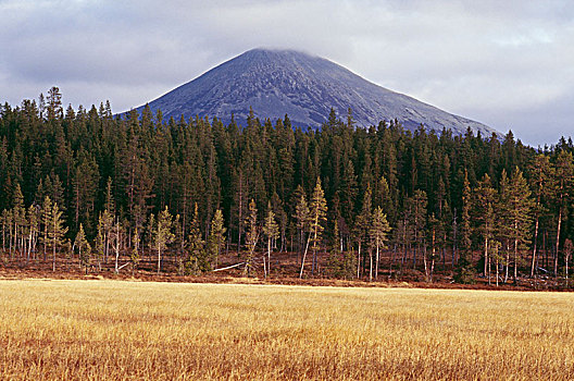 树,山麓,山