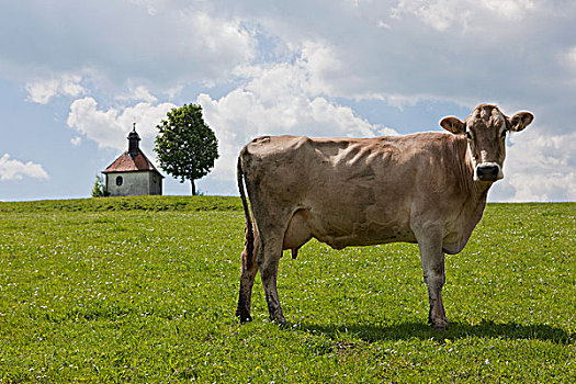 母牛,土地