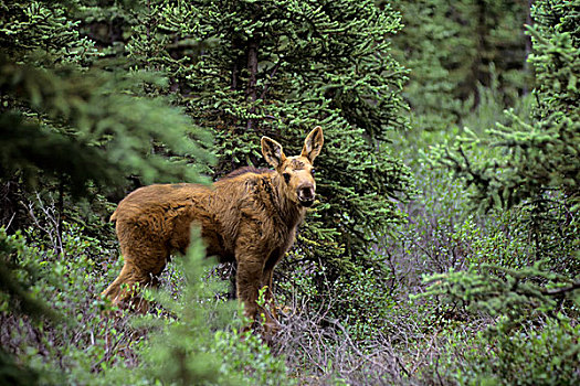 美国,阿拉斯加,德纳里峰国家公园,靠近,河,驼鹿,幼兽