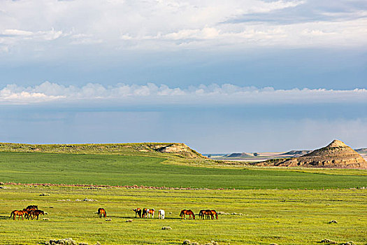 马,放牧,牧场,靠近,蒙大拿,美国
