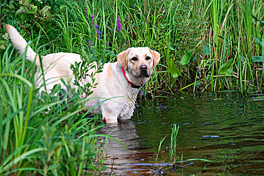 黄色拉布拉多犬,狗,进入,水
