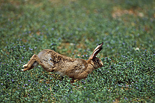欧洲,棕兔,欧洲野兔,成年,跑,草丛