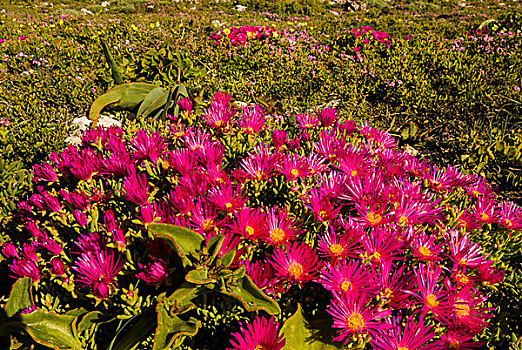 利文斯顿雏菊,西海岸,国家公园,西海角,南非,非洲