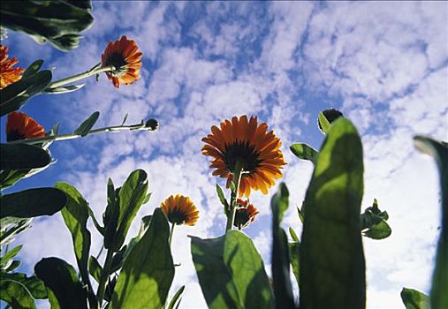 黄花,地点,仰视