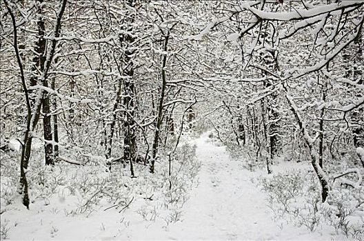 小路,积雪,木头