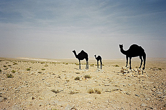 骆驼,以色列