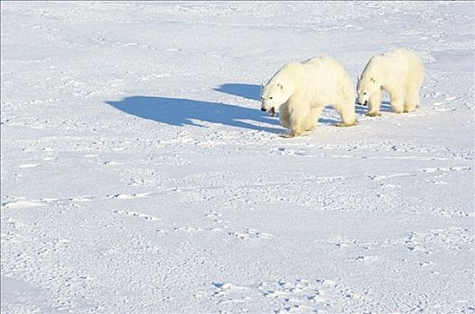 北极熊,走,雪中,丘吉尔市,曼尼托巴,加拿大