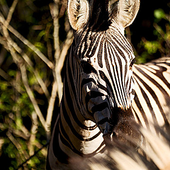 模糊,南非,野生动物,自然保护区,野生,斑马