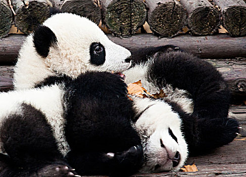 睡觉的大熊猫
