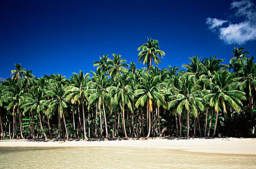 棕榈树,海滩,菲律宾