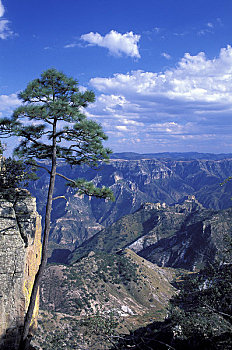 墨西哥,奇瓦瓦,国家公园,峡谷,美国黄松,树,云