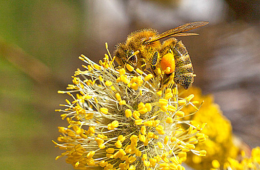 蜜蜂,花粉,内裤