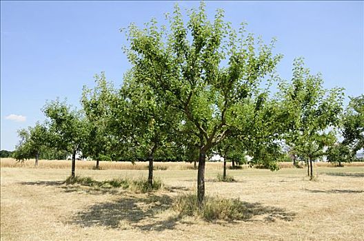 苹果树,苹果,种植园,果树栽培