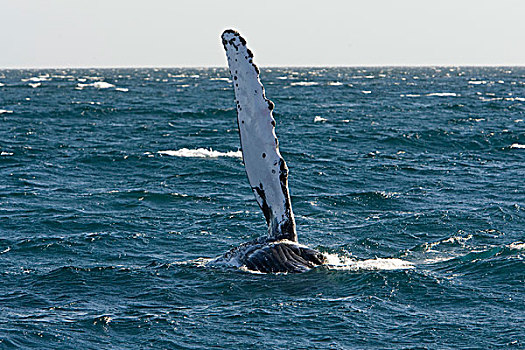 驼背鲸,大翅鲸属,鲸鱼,拍击,科特兹海,下加利福尼亚州,墨西哥