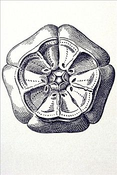 历史,插画,海百合纲,海洋,百合,名字,茎,区域,自然